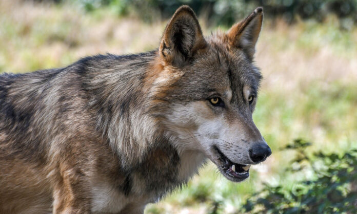 wolf